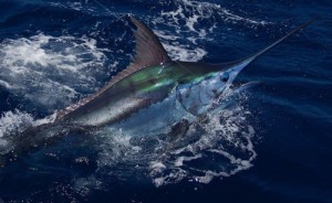 600 lb Blue Marlin – Cabo Blue